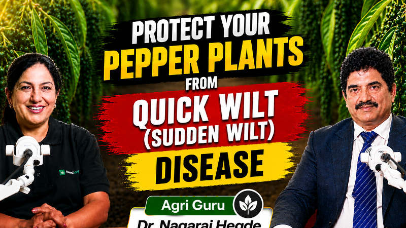 Protect Your Black Pepper Plants from Quick Wilt Disease (Phytophthora Foot Rot) | Dr. Nagraj Hegde